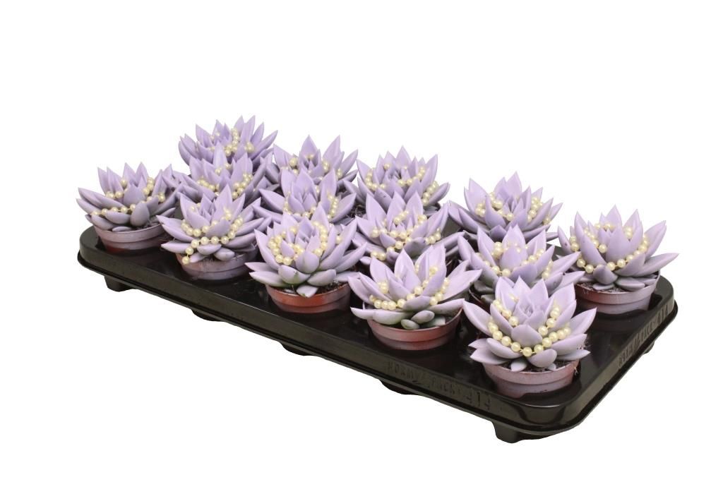 Miranda coloured pastel purple + chain, D 8,5