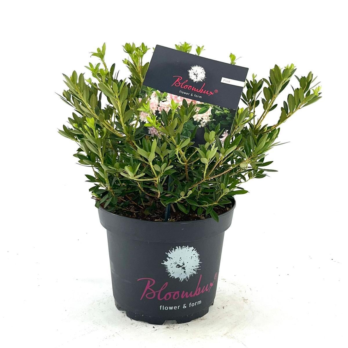 Rhododendron Bloombux Pink, D 23