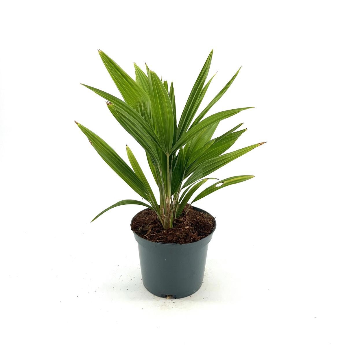 Trachycarpus fortunei, D 17