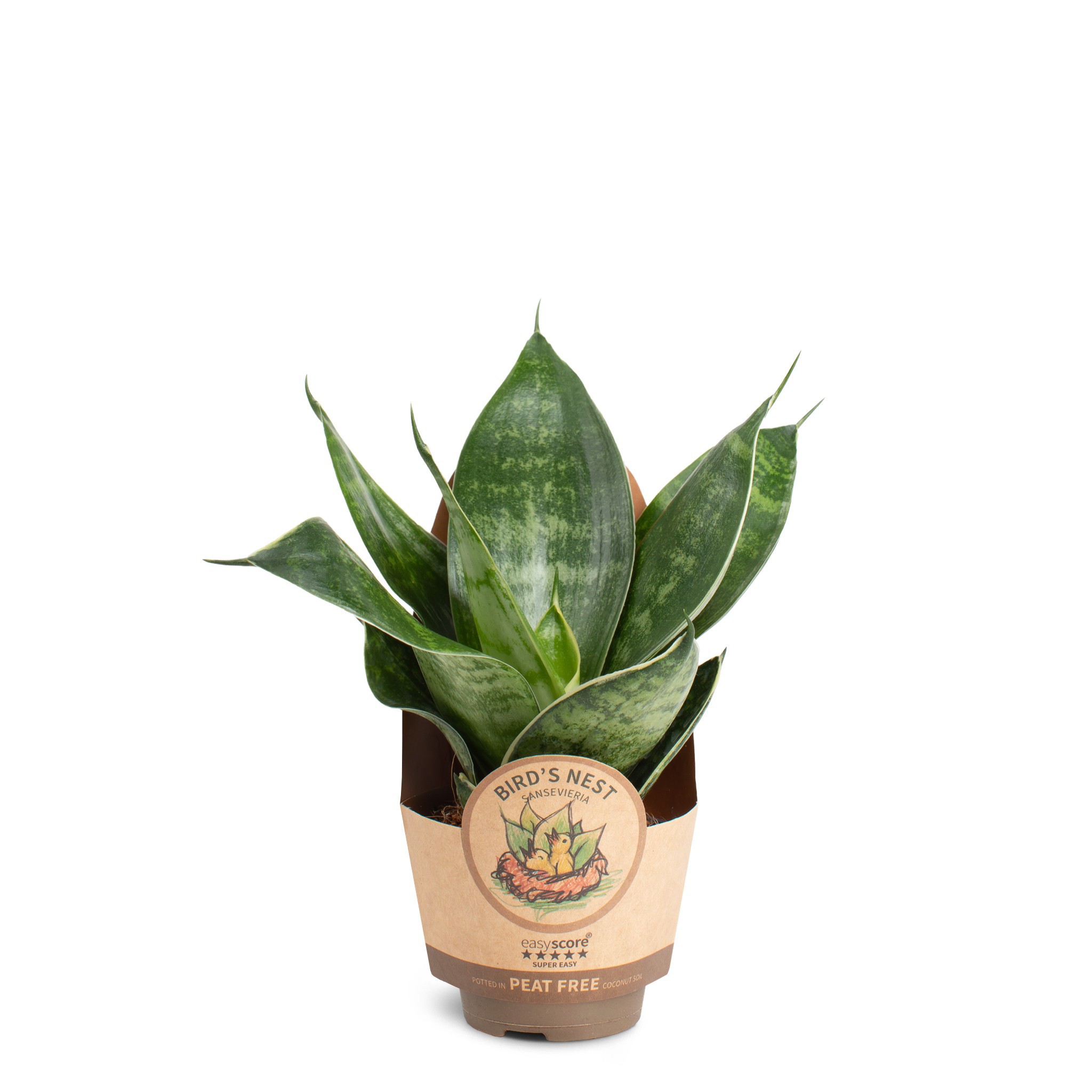 Sansevieria Hahnii Green, D 6