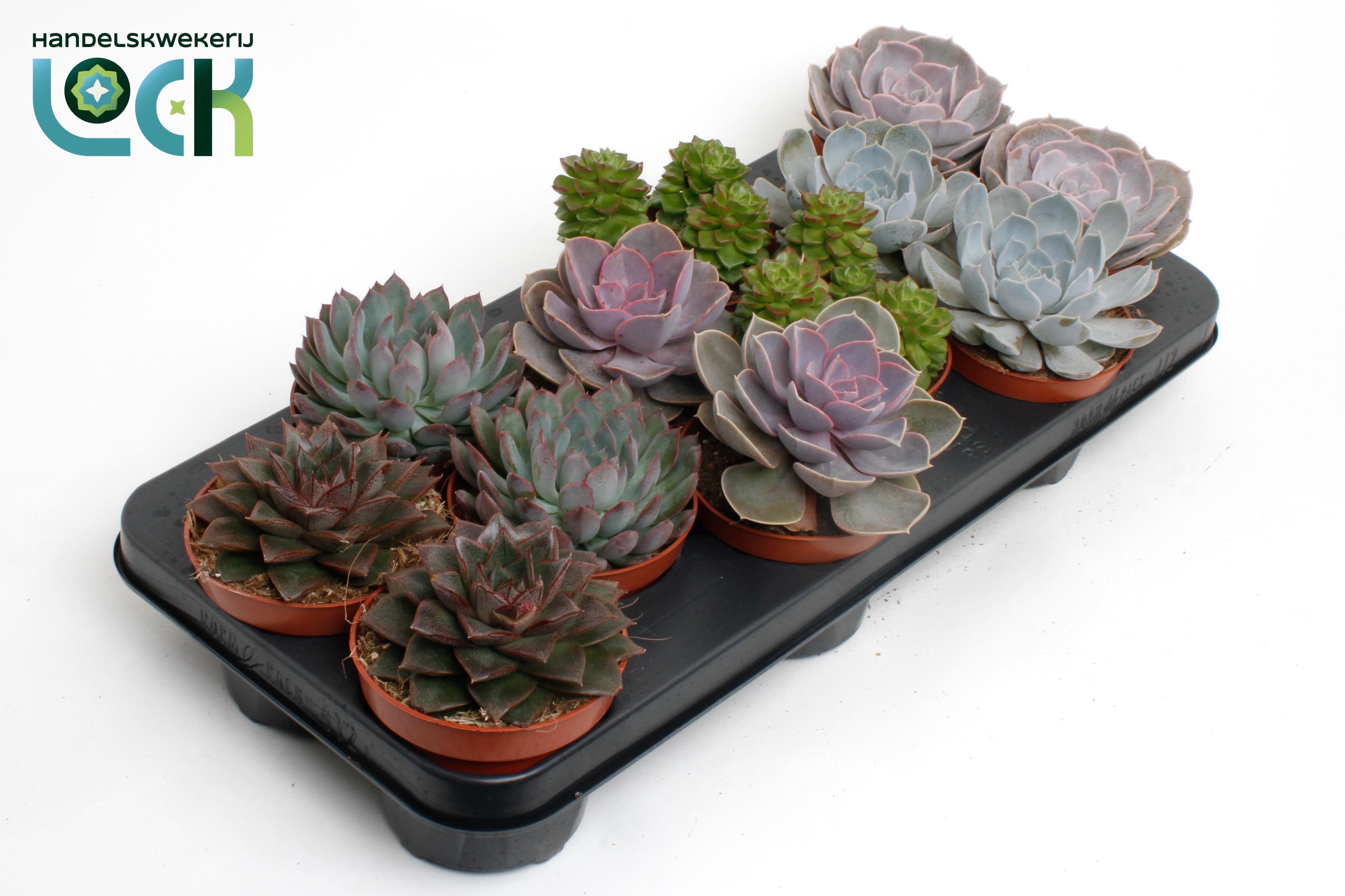Echeveria Mix, D 10,5