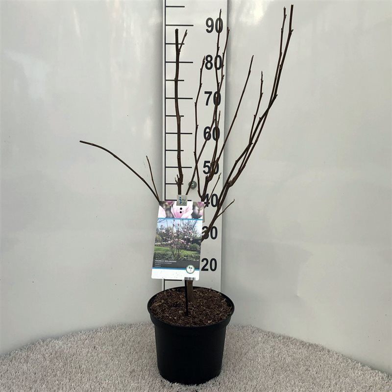 Magnolia soulangeana pink, D 23
