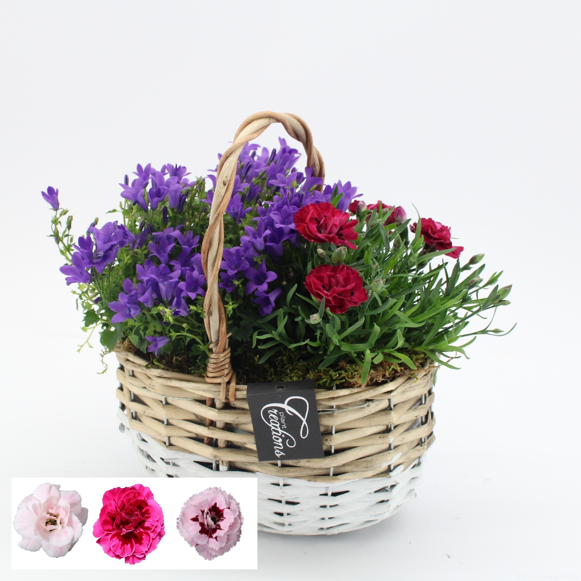 CACR-2617 Campanula creations, D 22