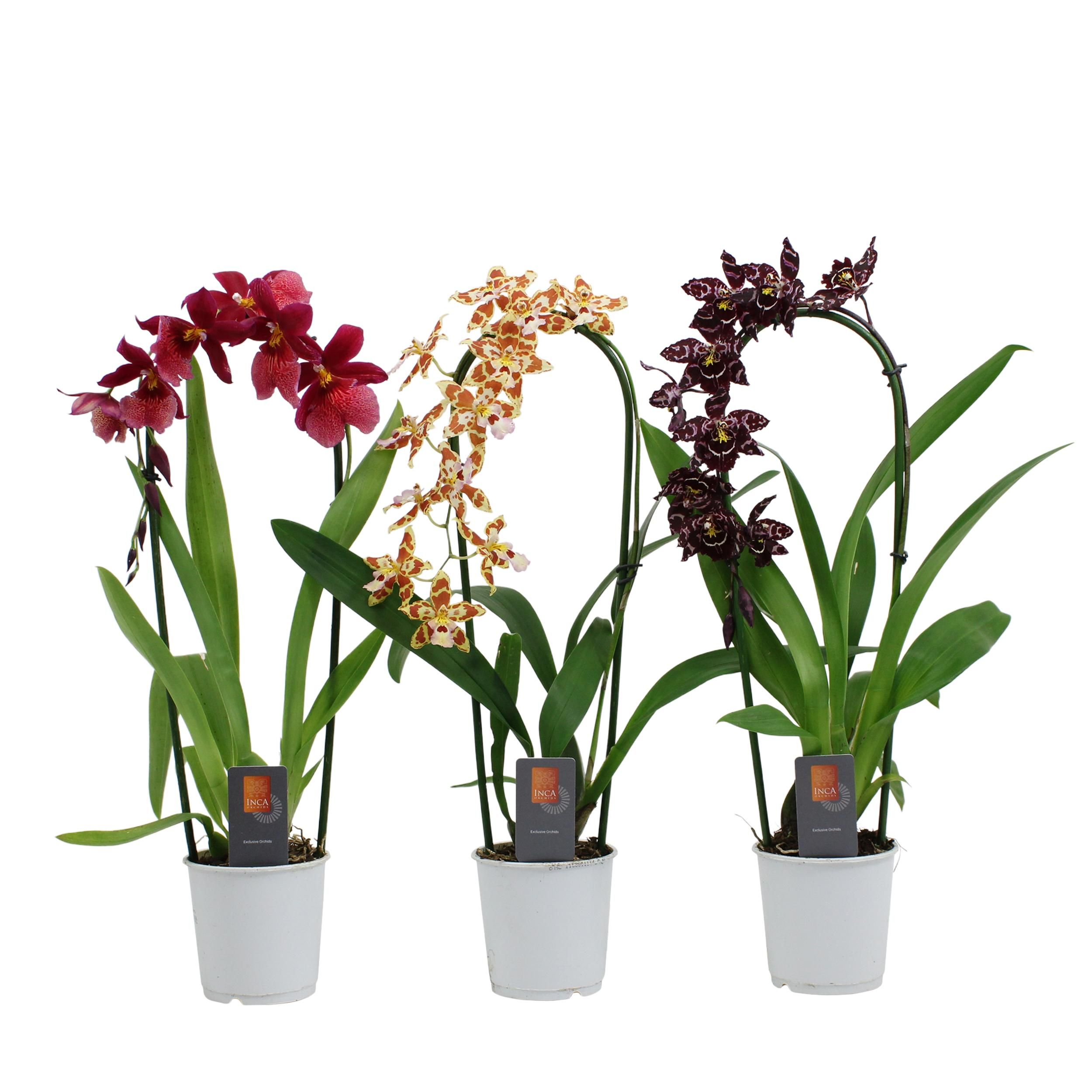 Inca Cambria mix cascade 9cm, D 9