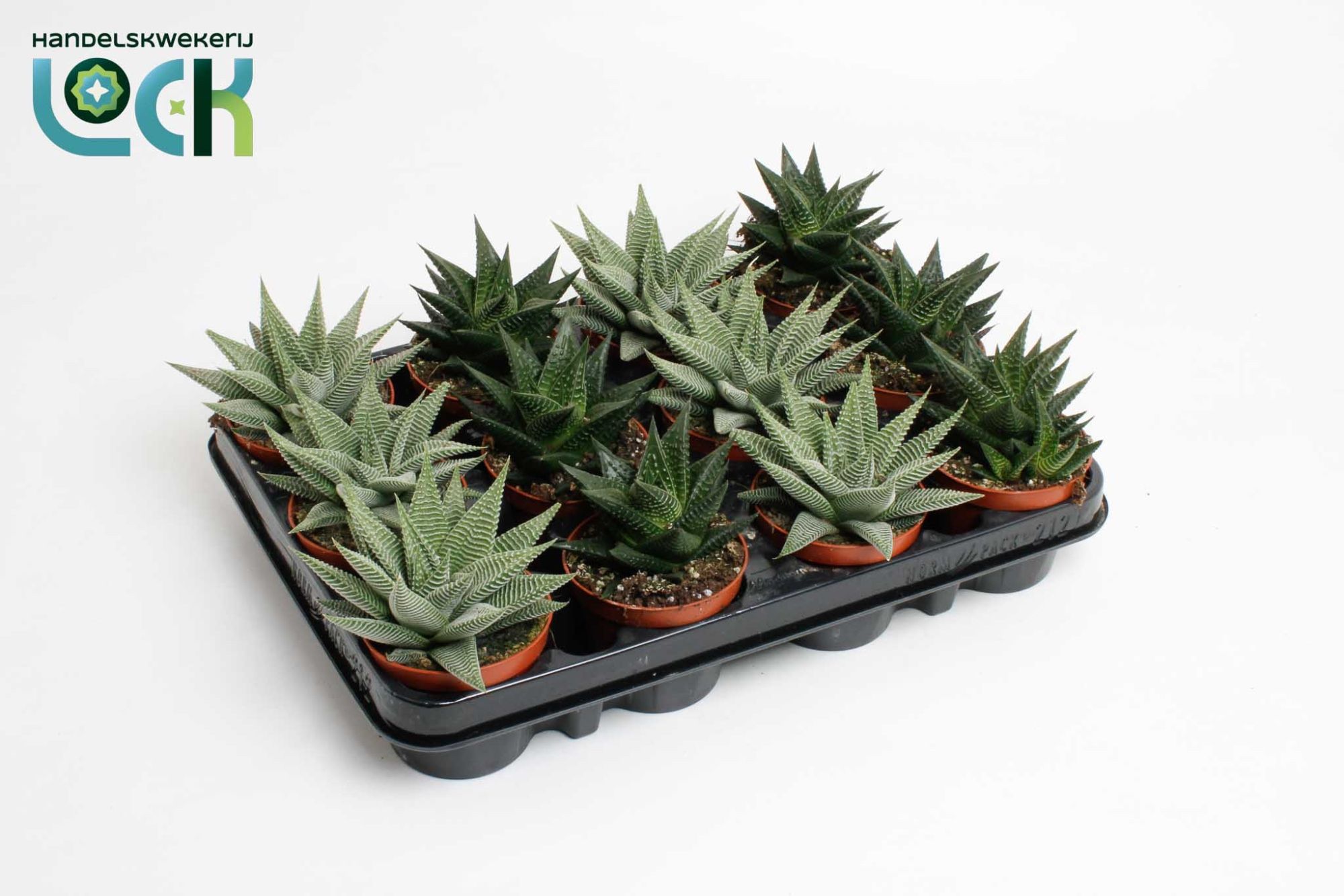 Haworthia Special mix, D 8,5