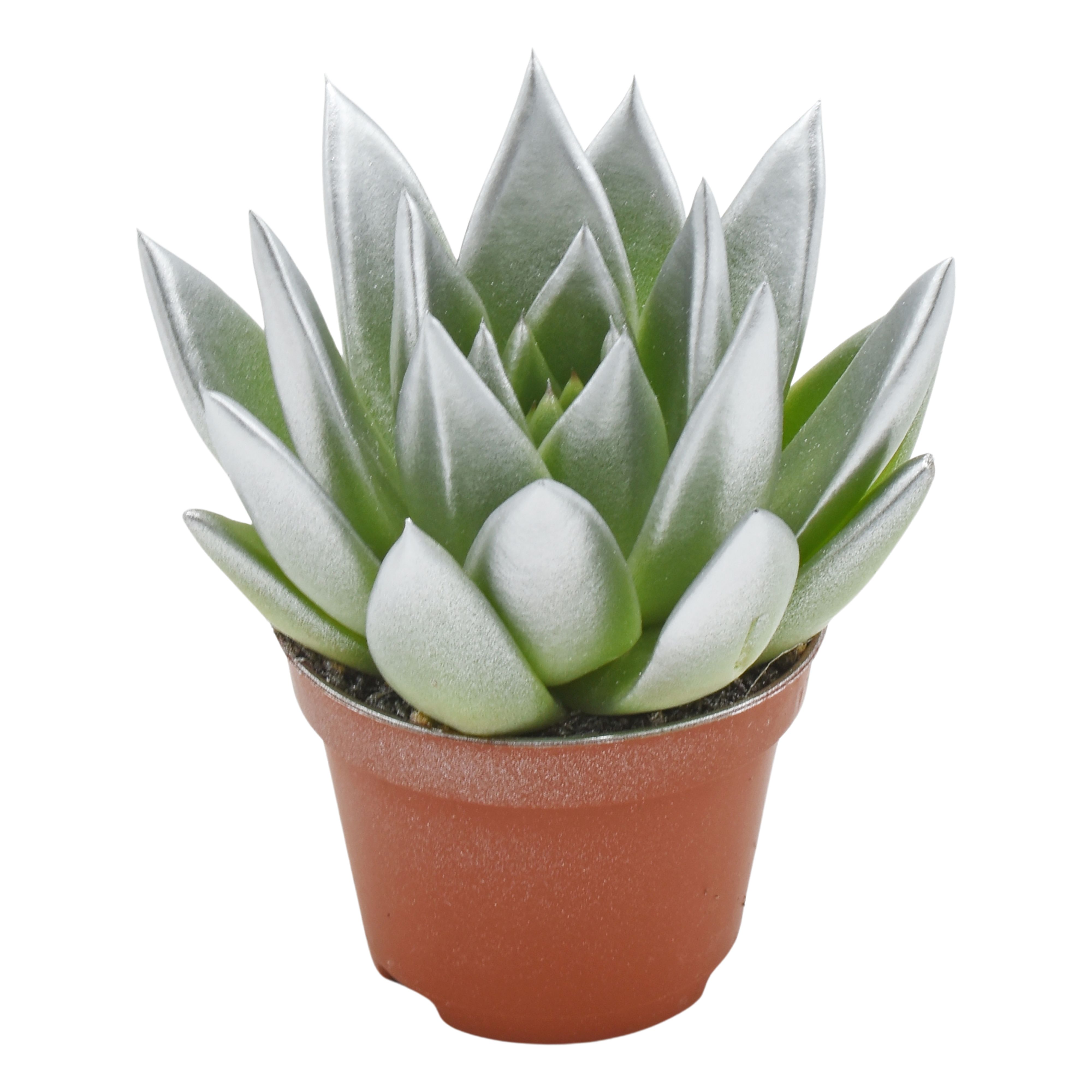 Miranda coloured festival silver, D 6