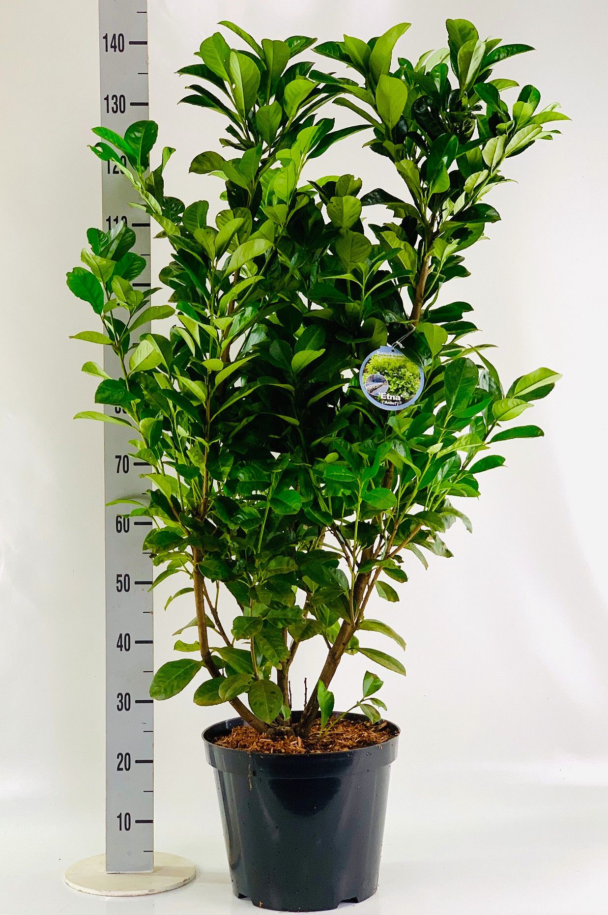 Prunus laur. 'Etna'® 125-150cm, D 31