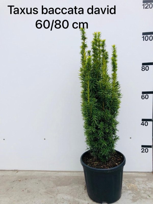 Taxus b. 'David', D 29