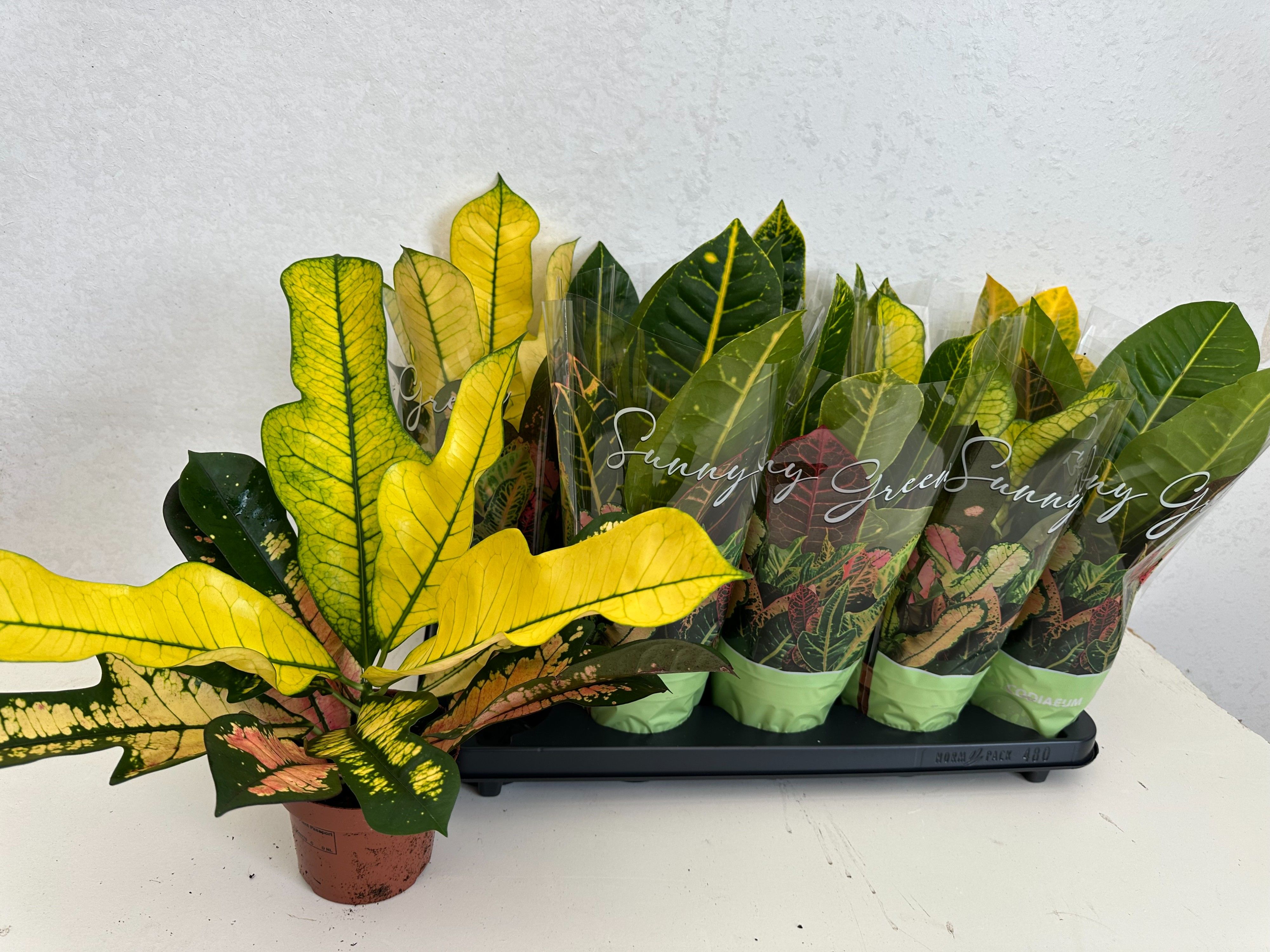 Codiaeum Mix pot 12, D 12