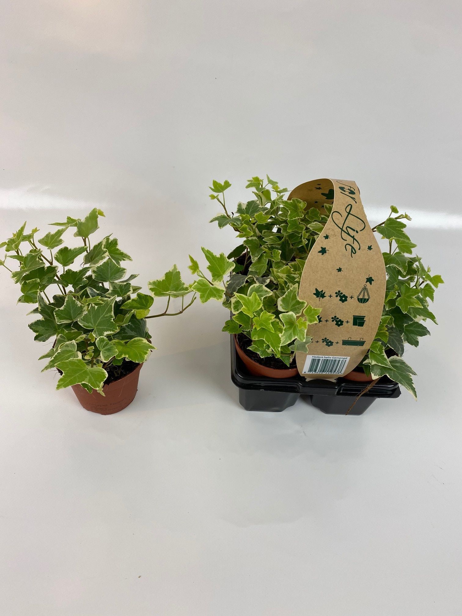 4-Pack Witbont 8,5, D 9