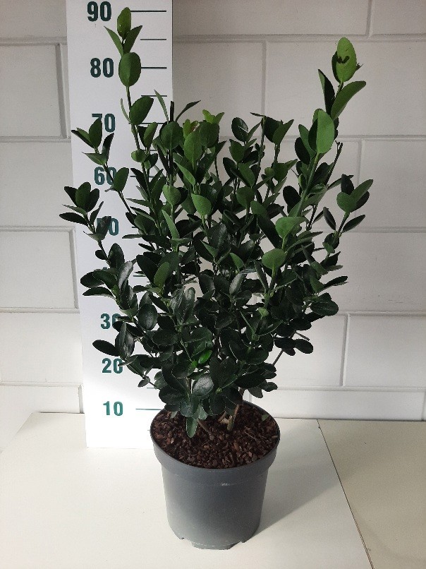 Euonymus japonicus, D 23