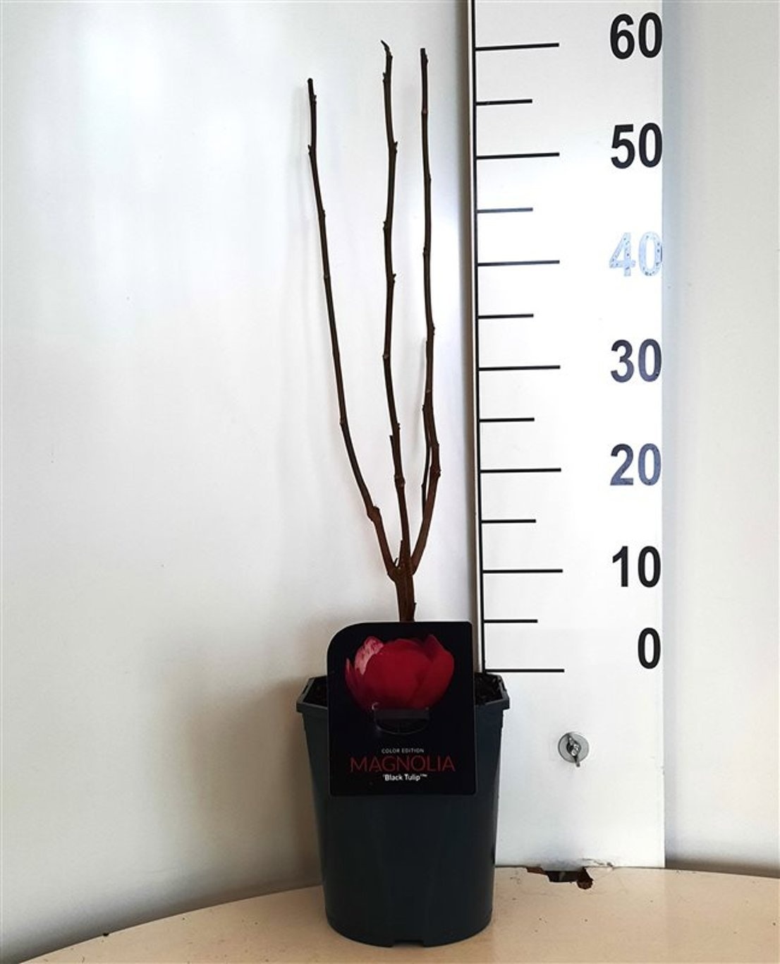 Magnolia 'Black Tulip'®, D 21
