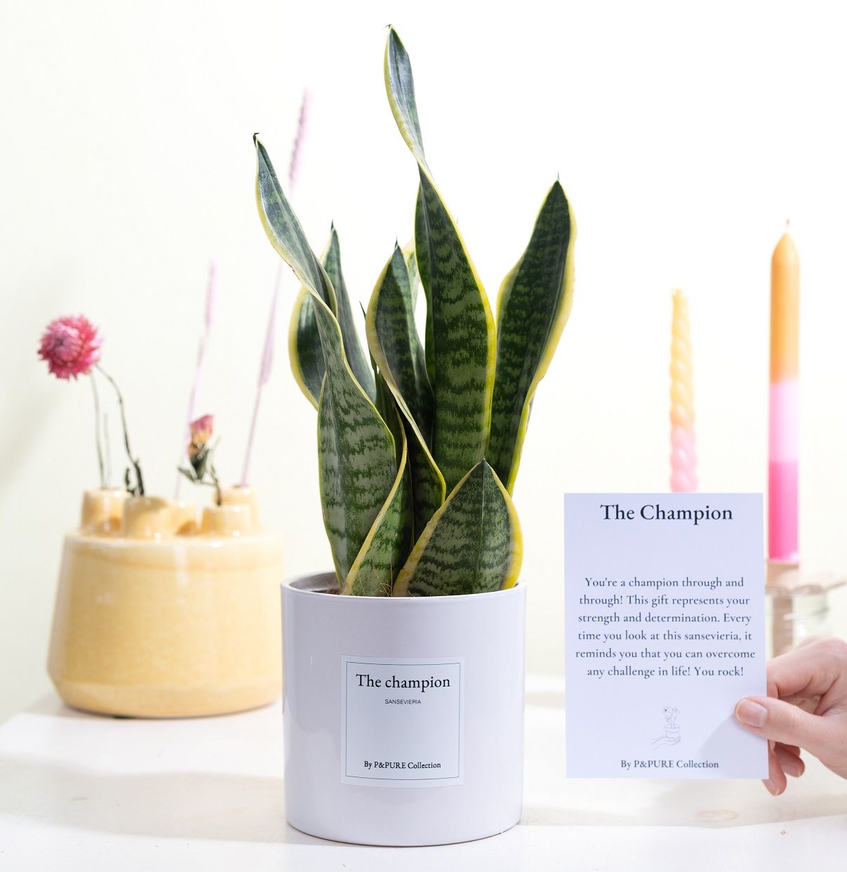 Sansevieria Gift "The champion" WITH GREETING CARD!!!, D 12