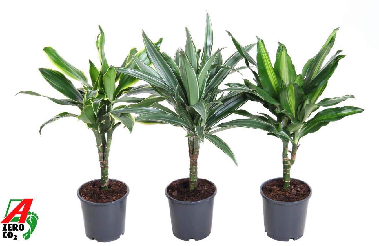Dracaena mix stam 15cm P13, D 13