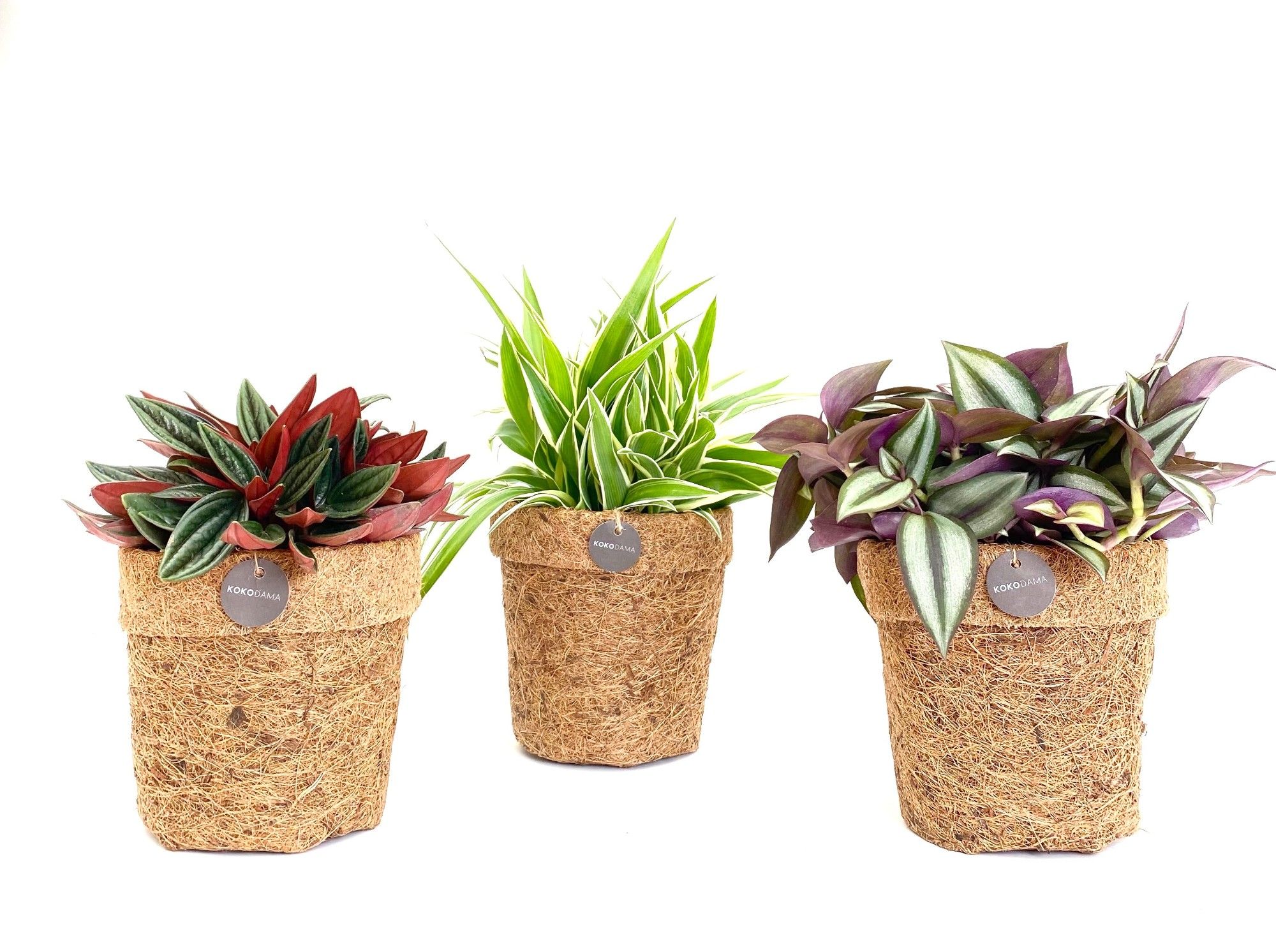 Kokopot 13 cm Eden Collection, D 13