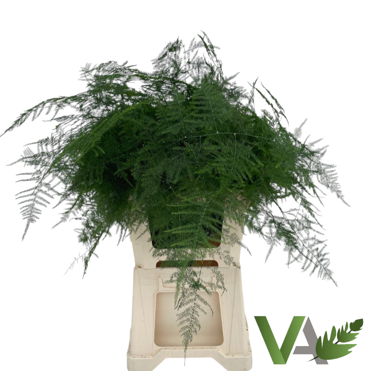 Аспарагус Сетацеус 65, шт.