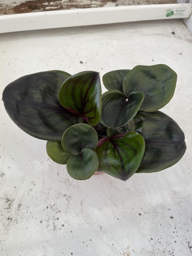 GEOGENANTHUS CILIATUS 'MIDNIGHT PEARL', D 12