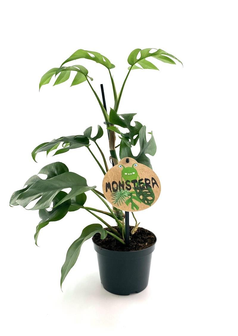 MONSTERA MINIMA, D 12