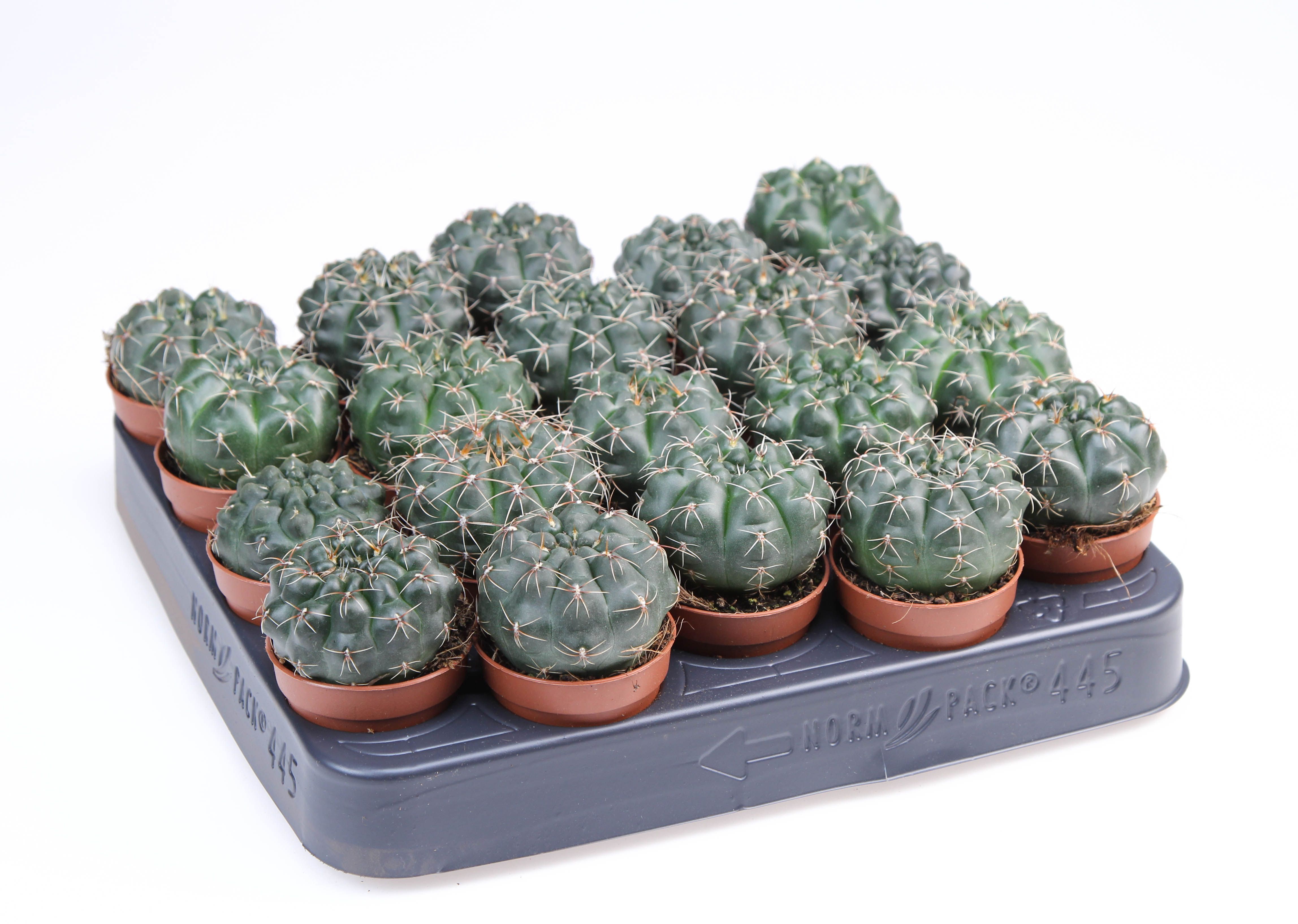 Gymnocalicium Baldianum, D 5,5