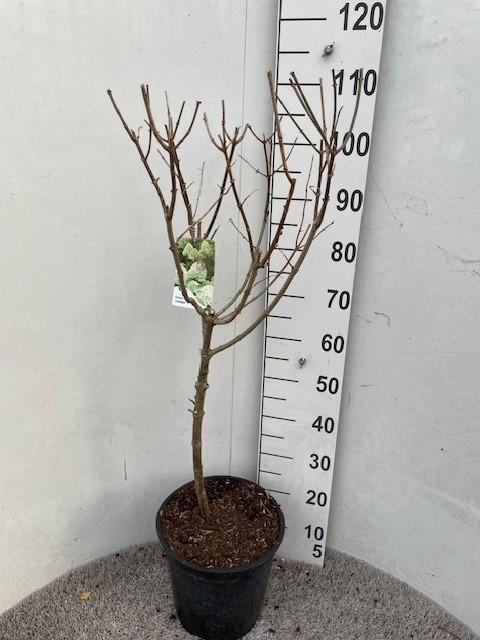 Hydrangea pan. Limelight 40-50 stam P28 C10, D 28