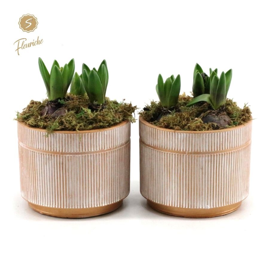 (3618) Hyacint Golden Pot [XL] 3PP Mos, D 14