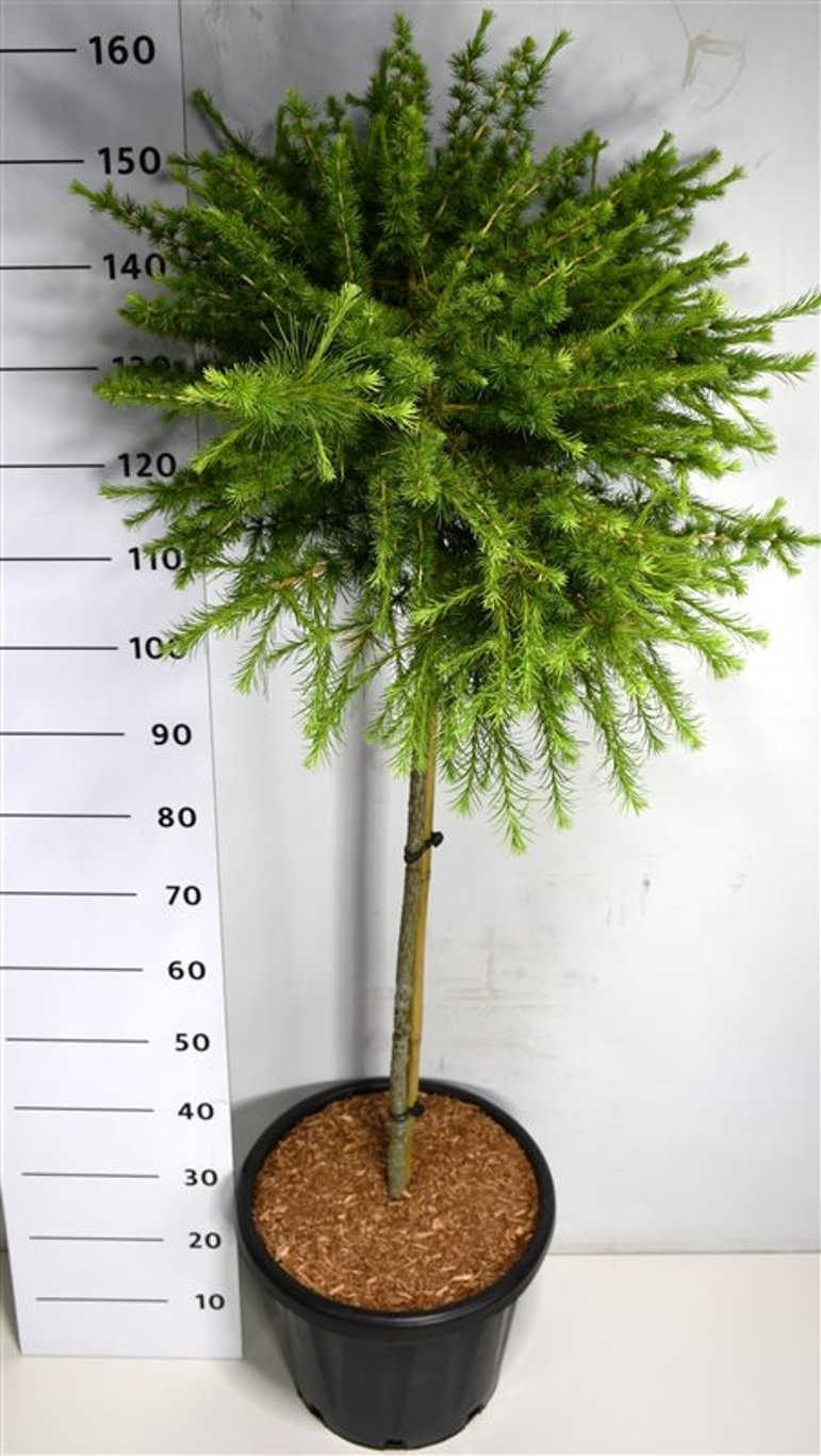 Larix lar. 'Arethusa Bog', D 38