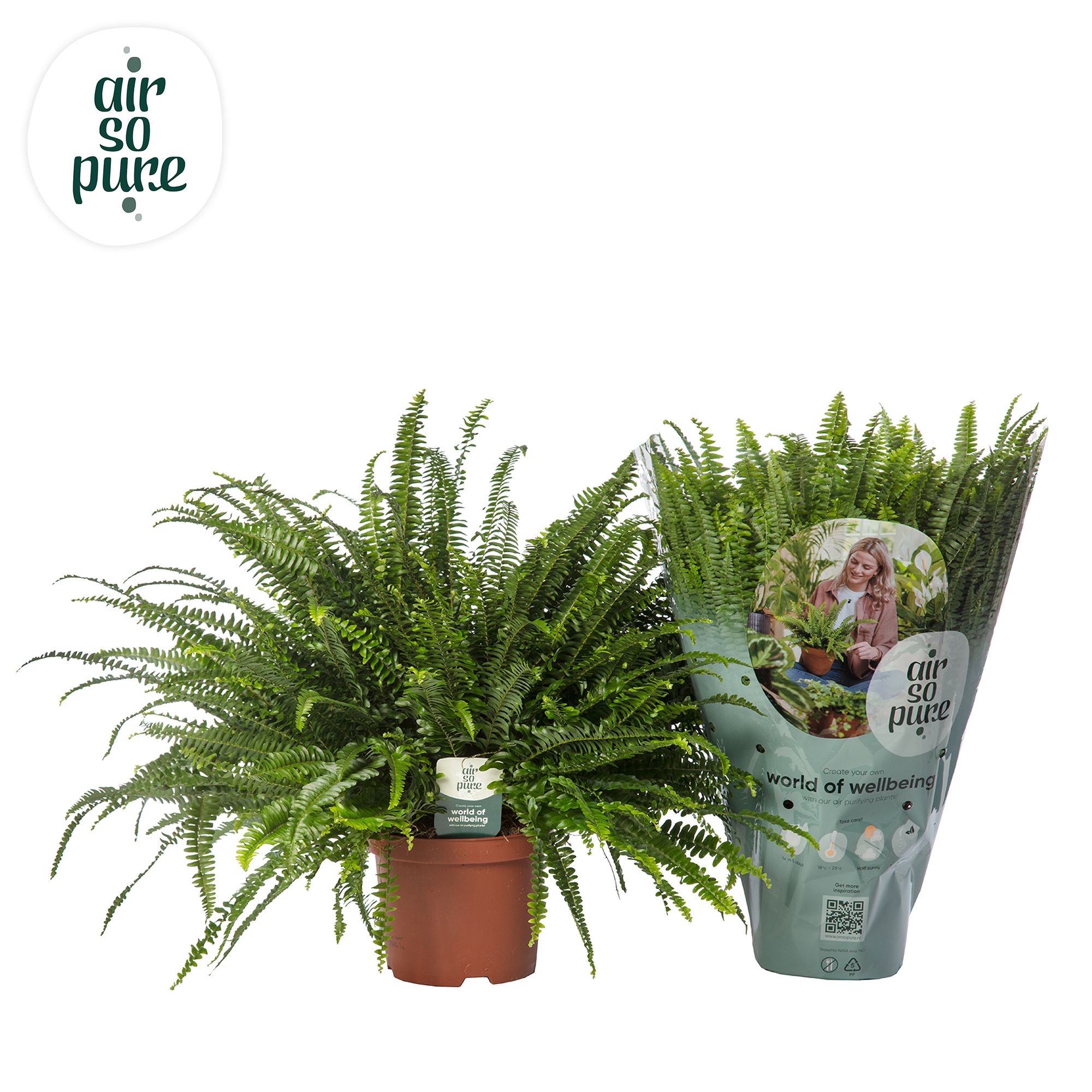 Nephrolepis Green Lady - Air So Pure, D 19
