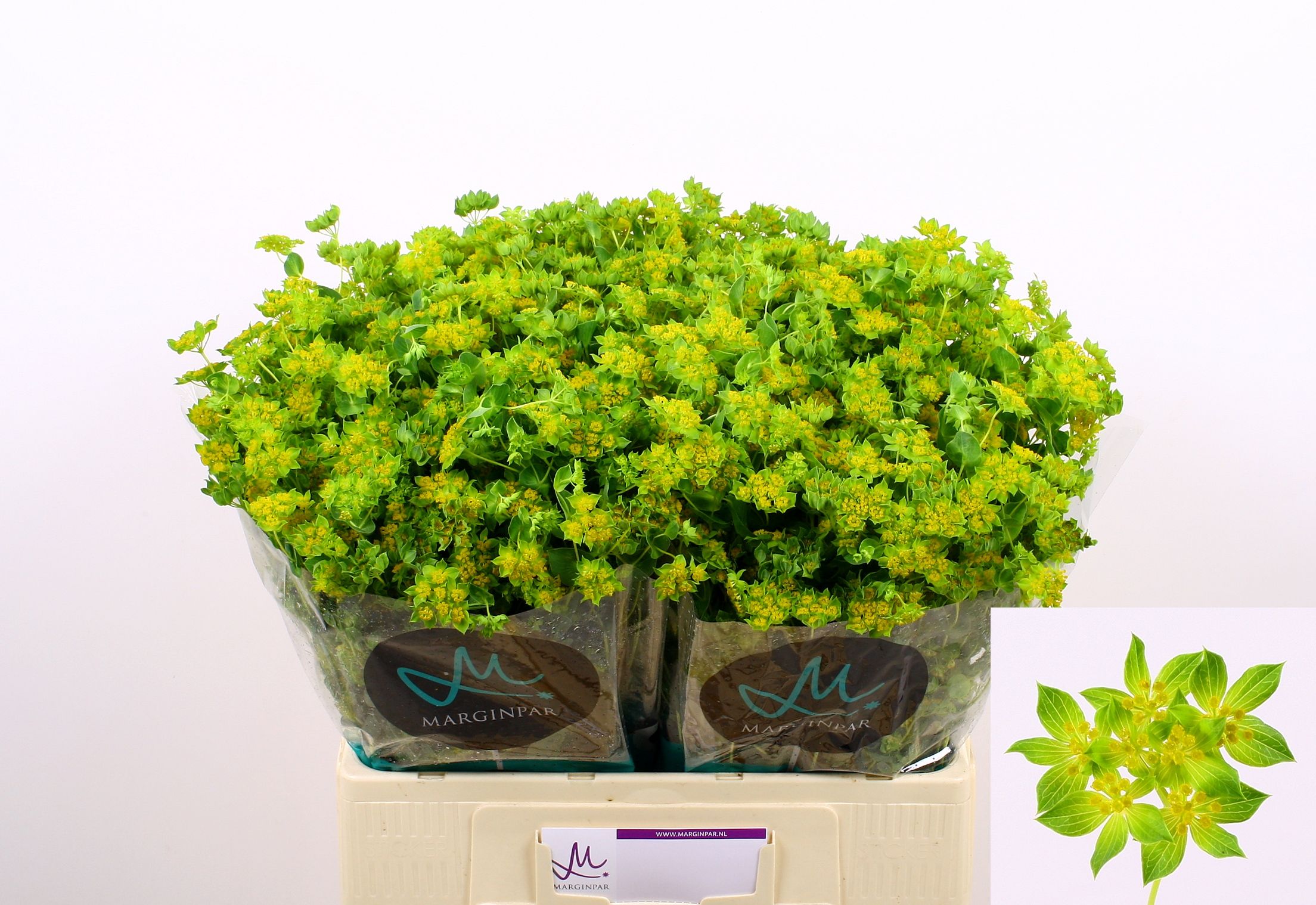 Буплеурум Гриффити 60, шт.