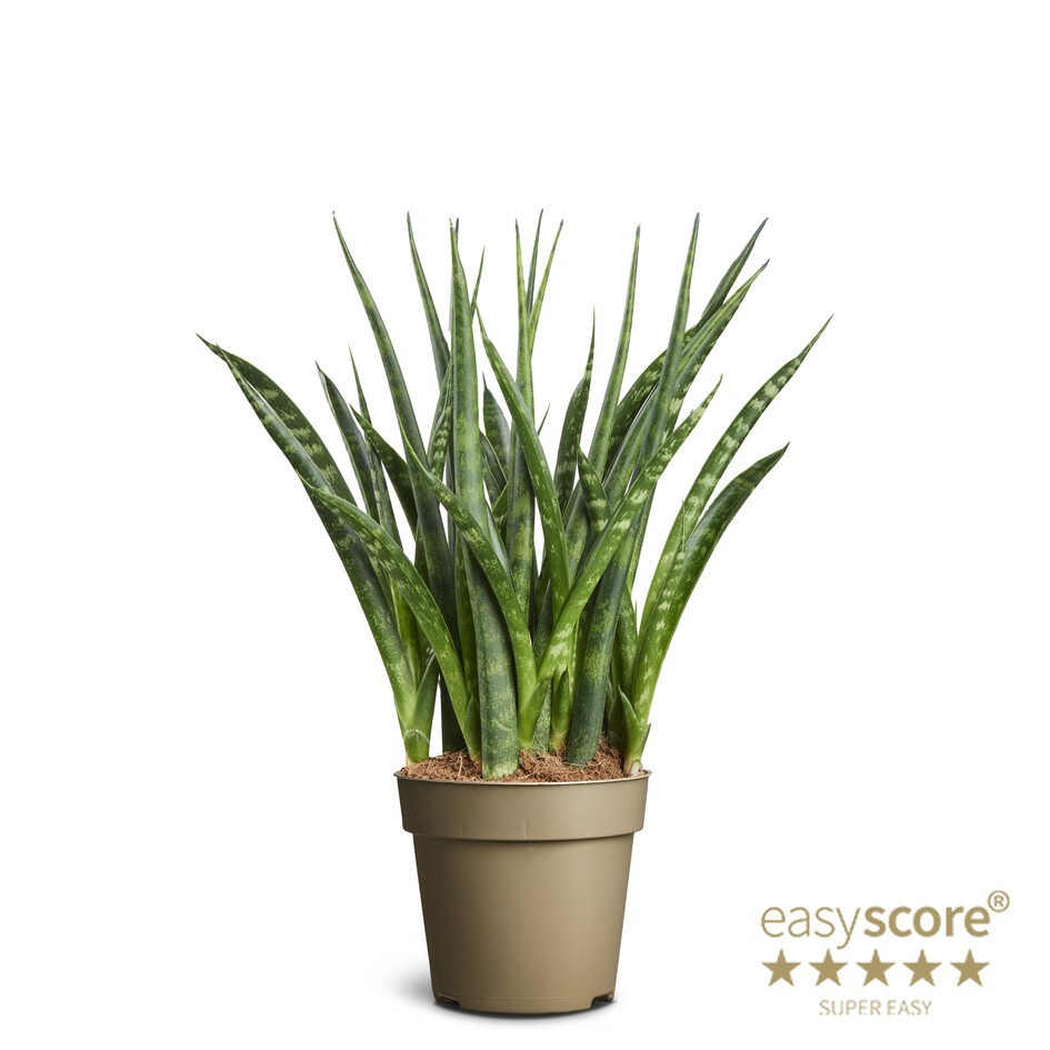 SANSEVIERIA PARVA Fernwood, D 9