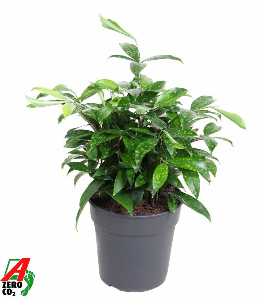 Dracaena Surculosa bush P24, D 24