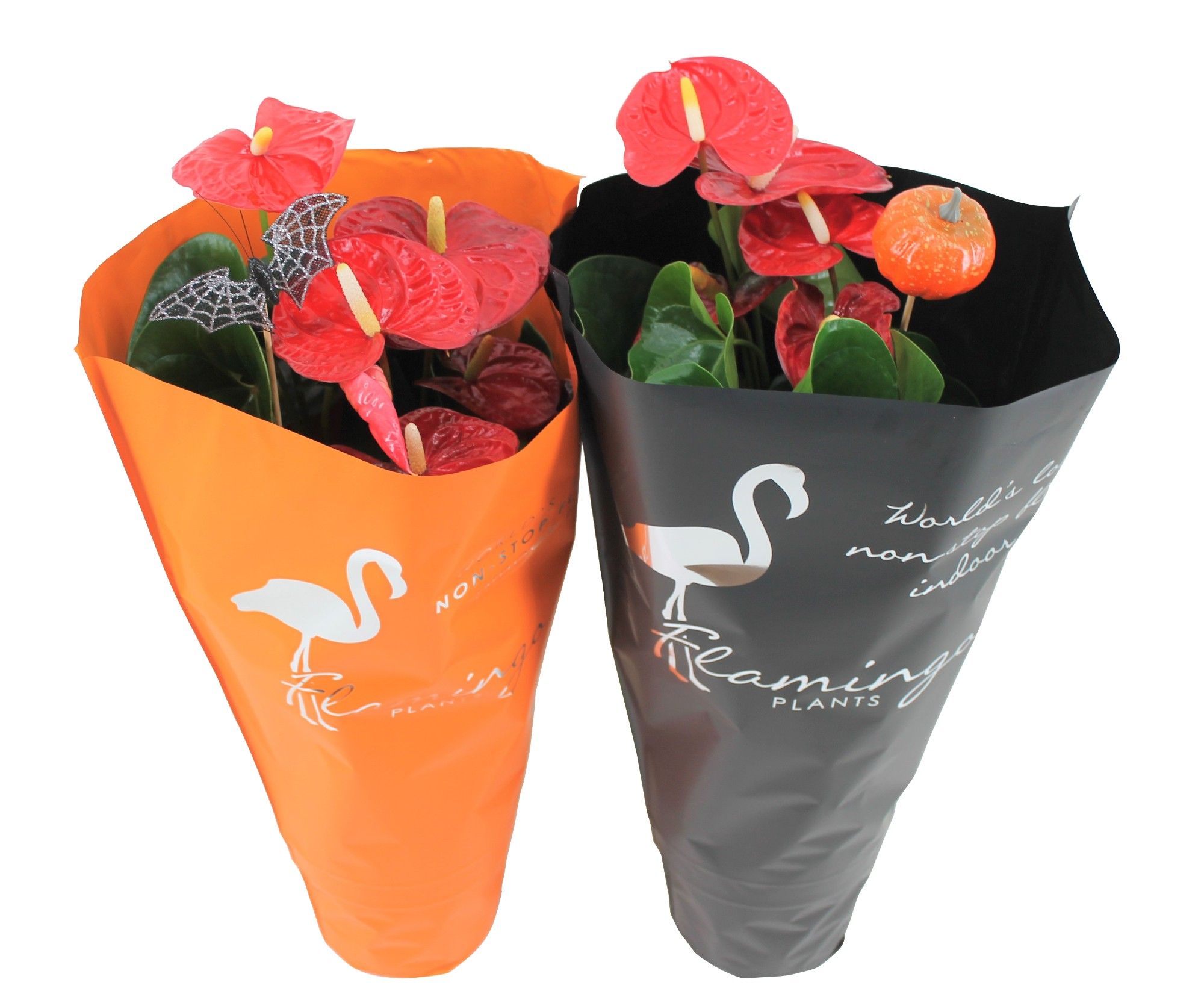 Anthurium Halloween decoratie mix 17cm, D 17