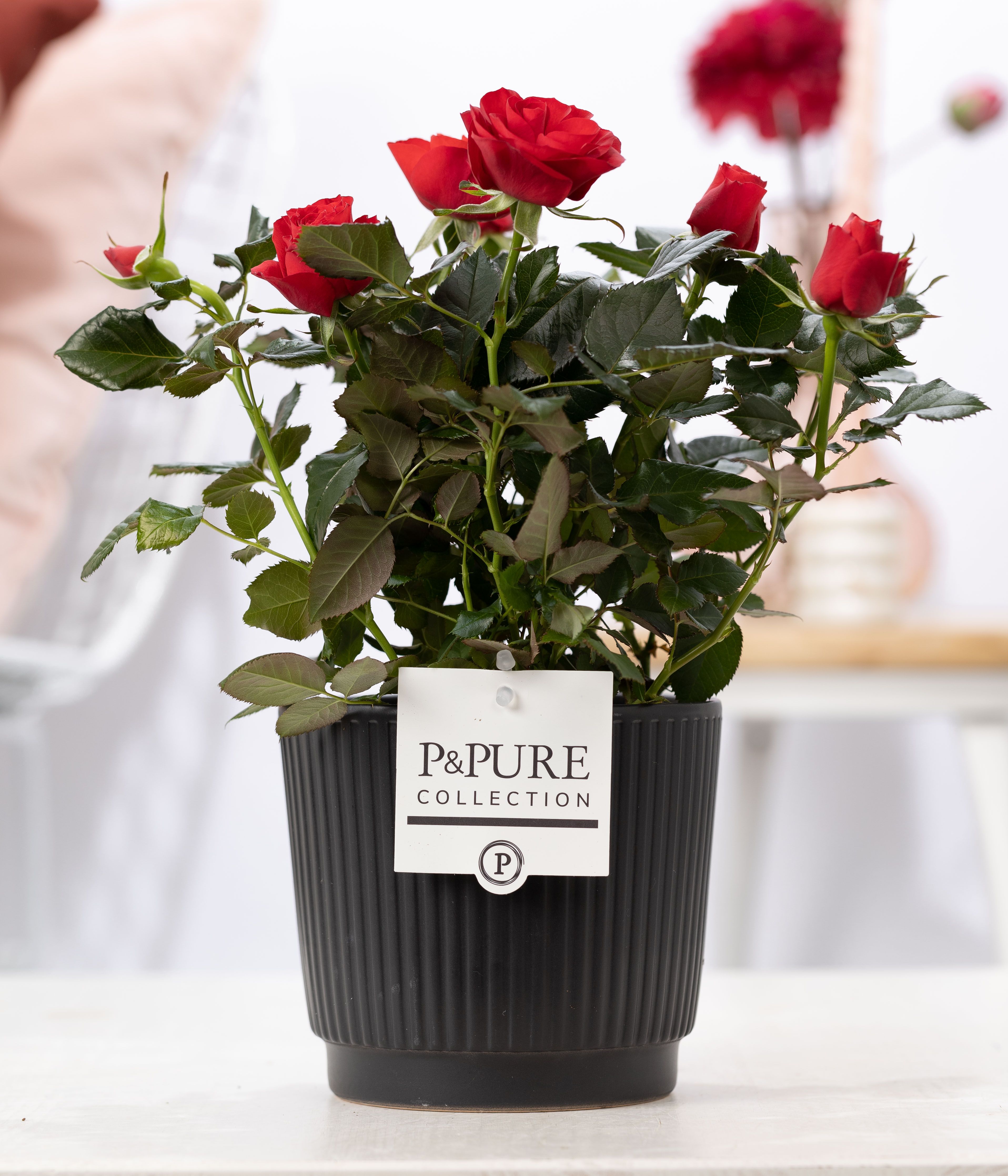 Rosa red in P&PURE Liv ceramics matt black, D 12