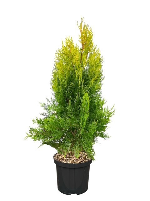 Platycladus orientalis 'Elegantissima', D 23