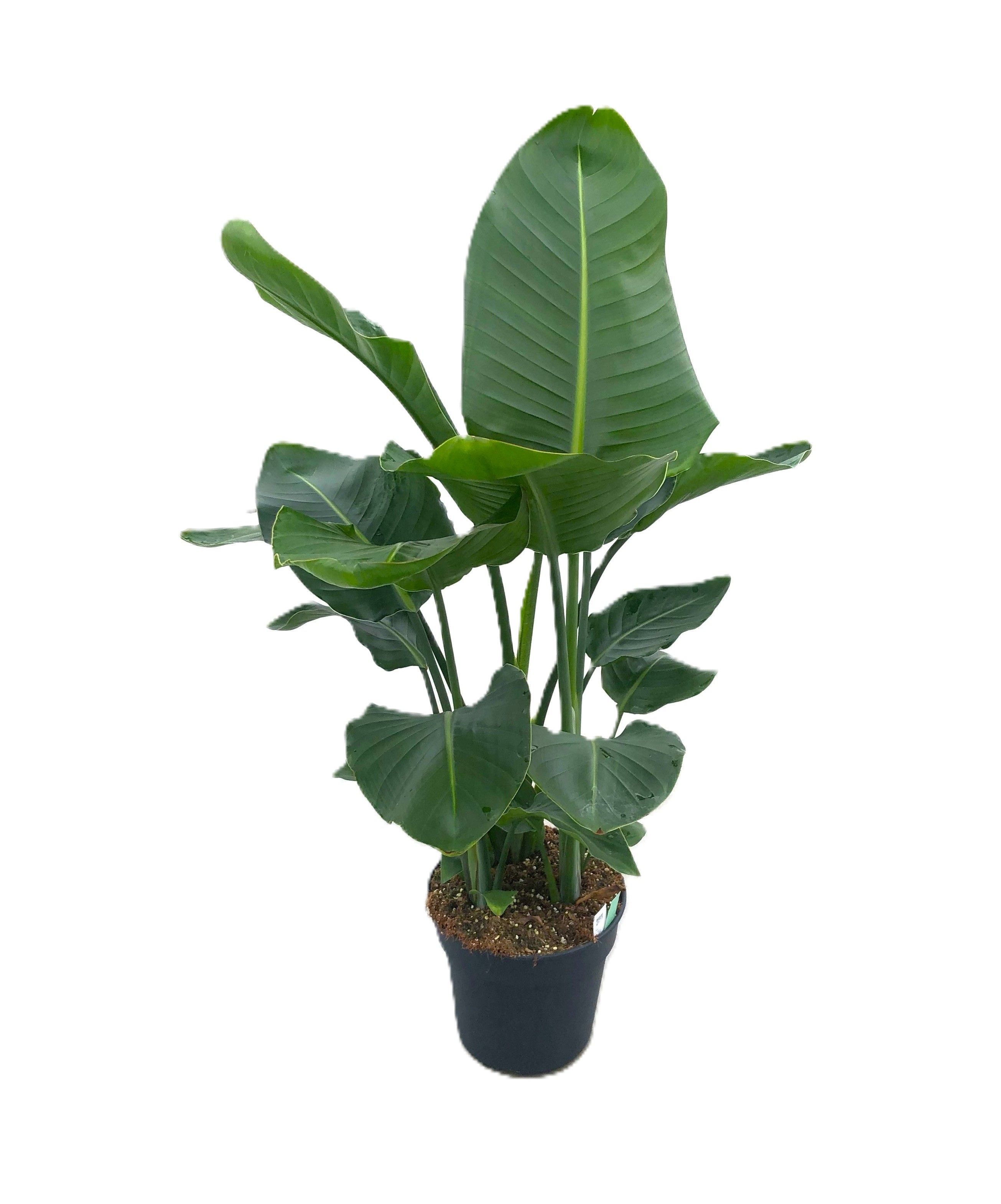 Strelitzia nicolaï p24 3pp 100-110cm (compact), D 24