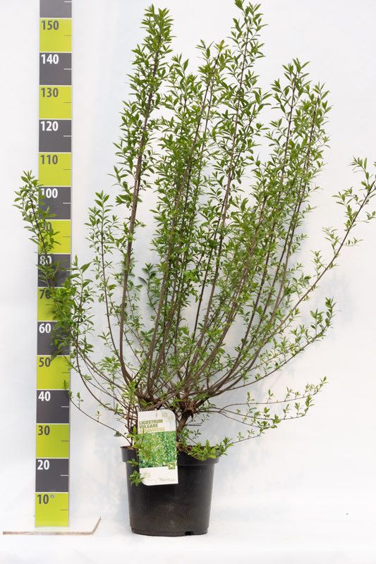 Ligustrum vulgare 'Atrovirens' C 12, D 30
