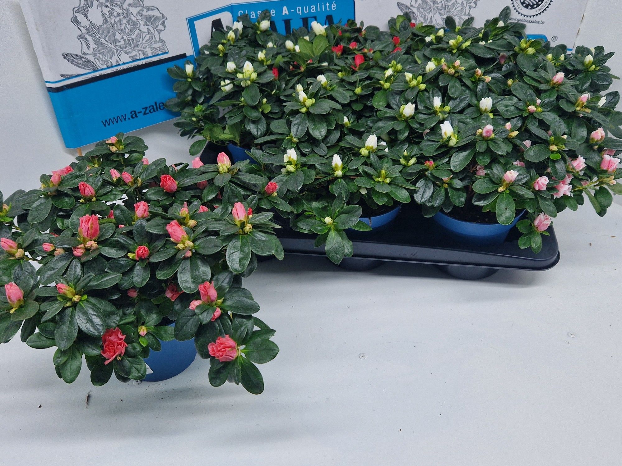 A-zalea concept gemengd dia 32, D 14