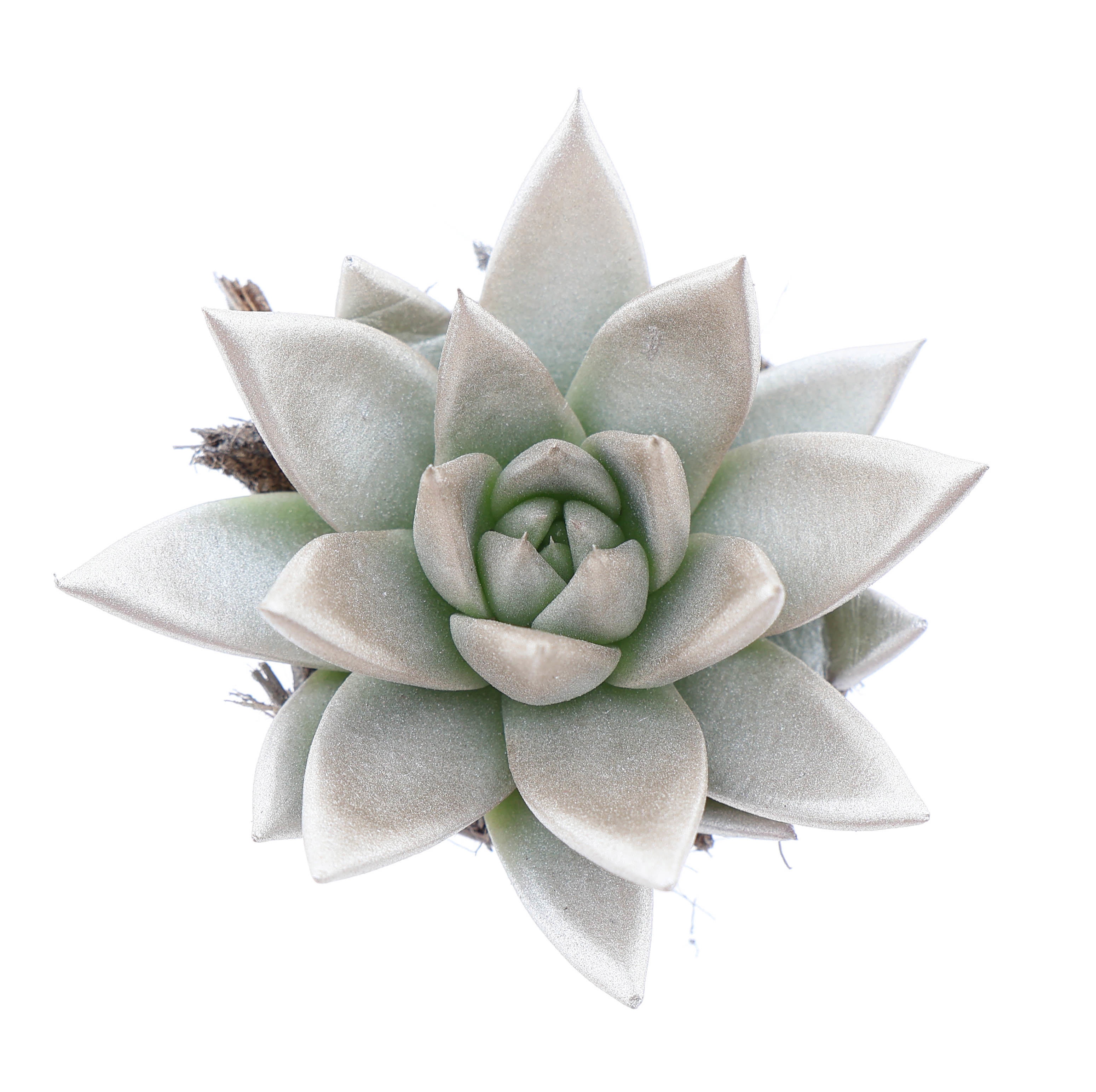 Rainbow champagne, D 6