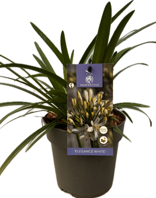 Agapanthus 'Elegance white' P17 EVERGREEN, D 17