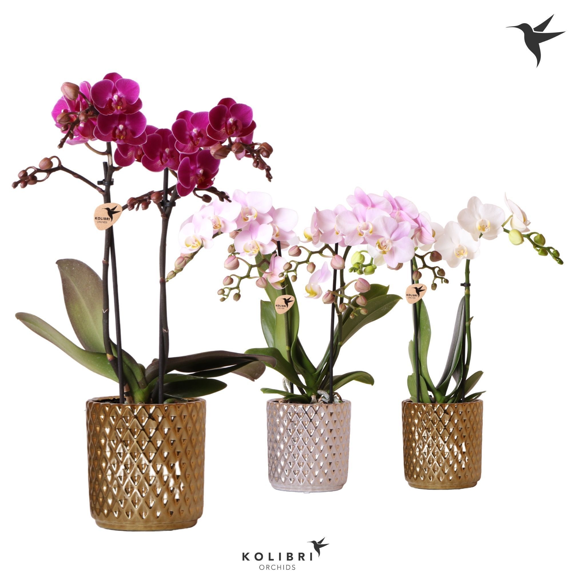 Kolibri Orchids Phalaenopsis mix 2 spike in Diamond pot mix, D 9