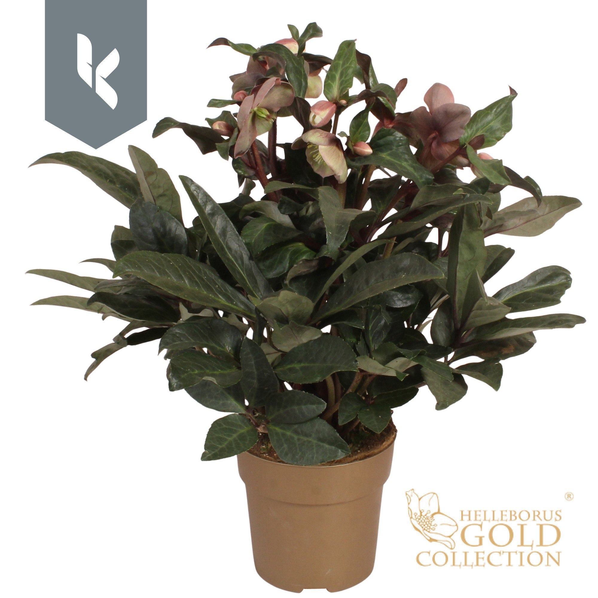 HGC Helleborus Maestro in het goud, D 15 cm