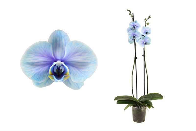 Phal I am Blue Lagoon 2T14+, D 12