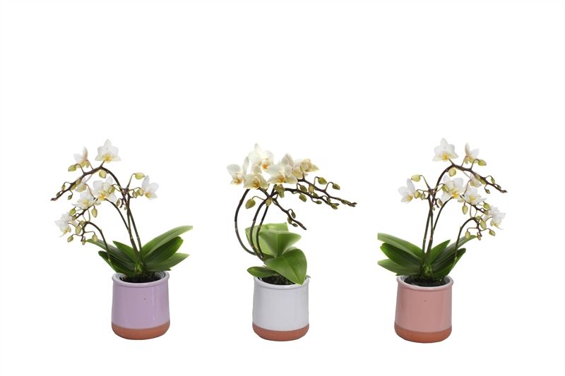 Valencia p06 mix Phal Tiny Dolls wild 3/4T18+, D 6