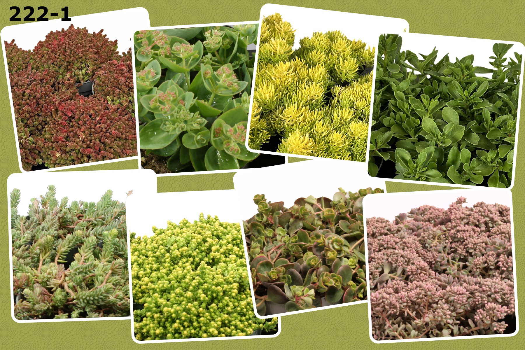Sedum 12 cm op soort, D 12