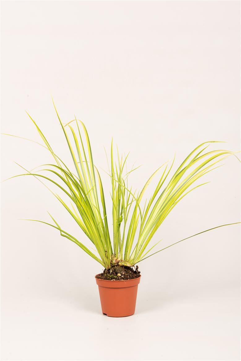 Acorus gram. 'Ogon', D 8