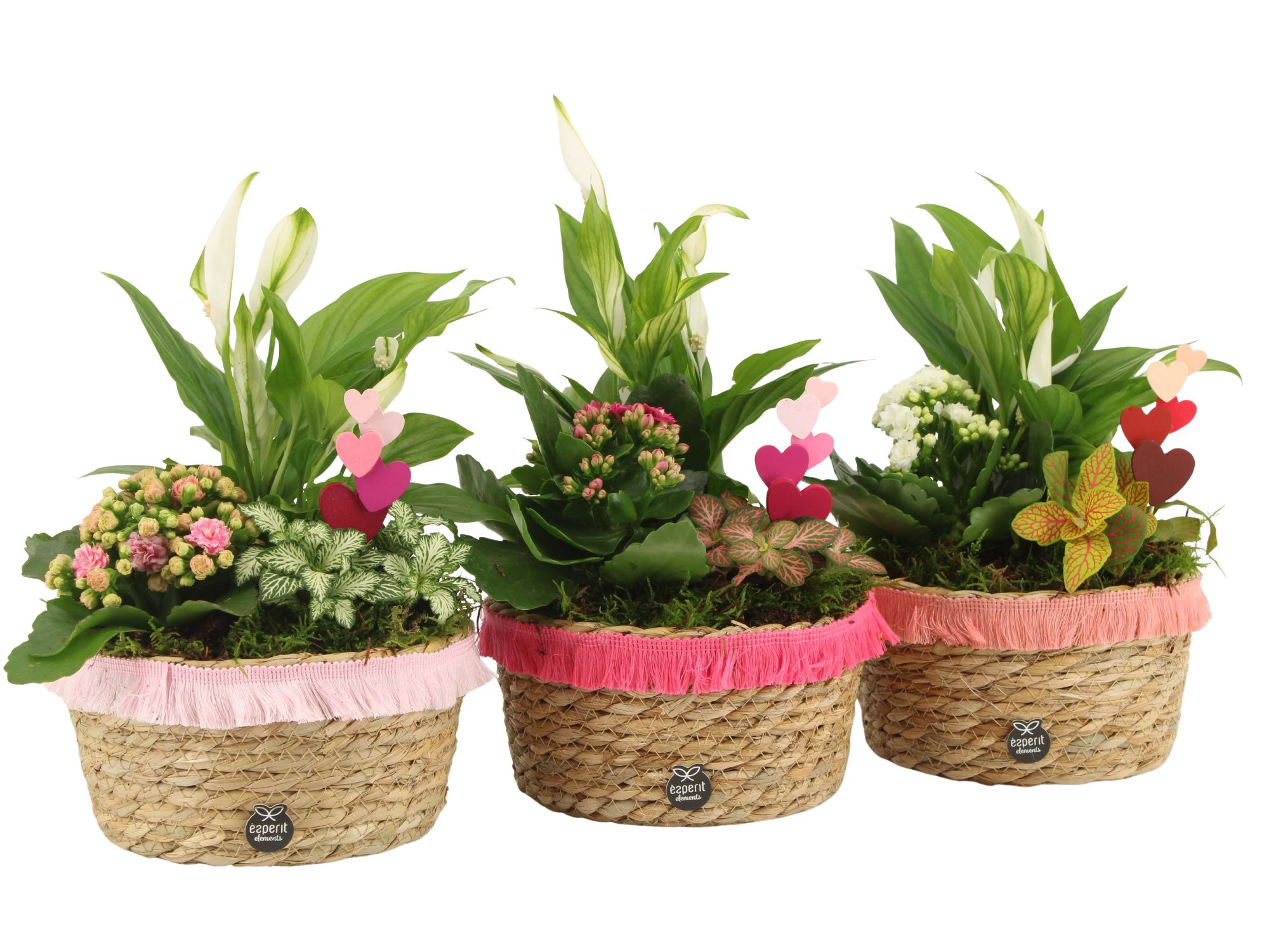 21843: Lovess arrangement, D 17