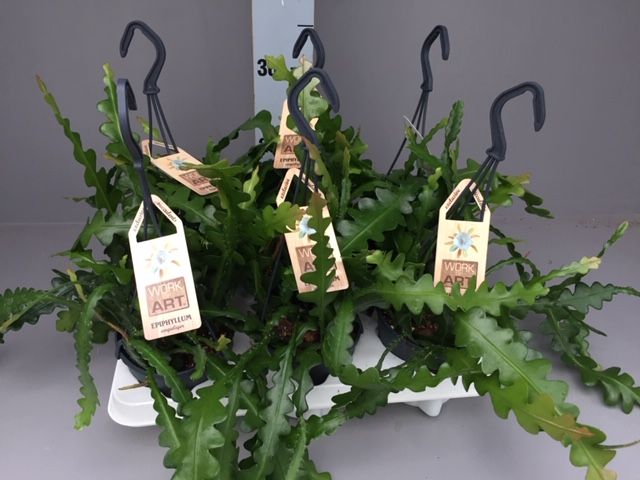 Epi. Anguliger Hang 12 cm, D 12