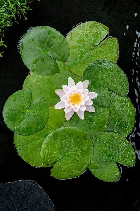Nymphaea Marliacea 'Carnea' (3L), D 18