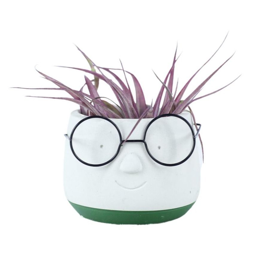 Tillandsia Dude, D 8