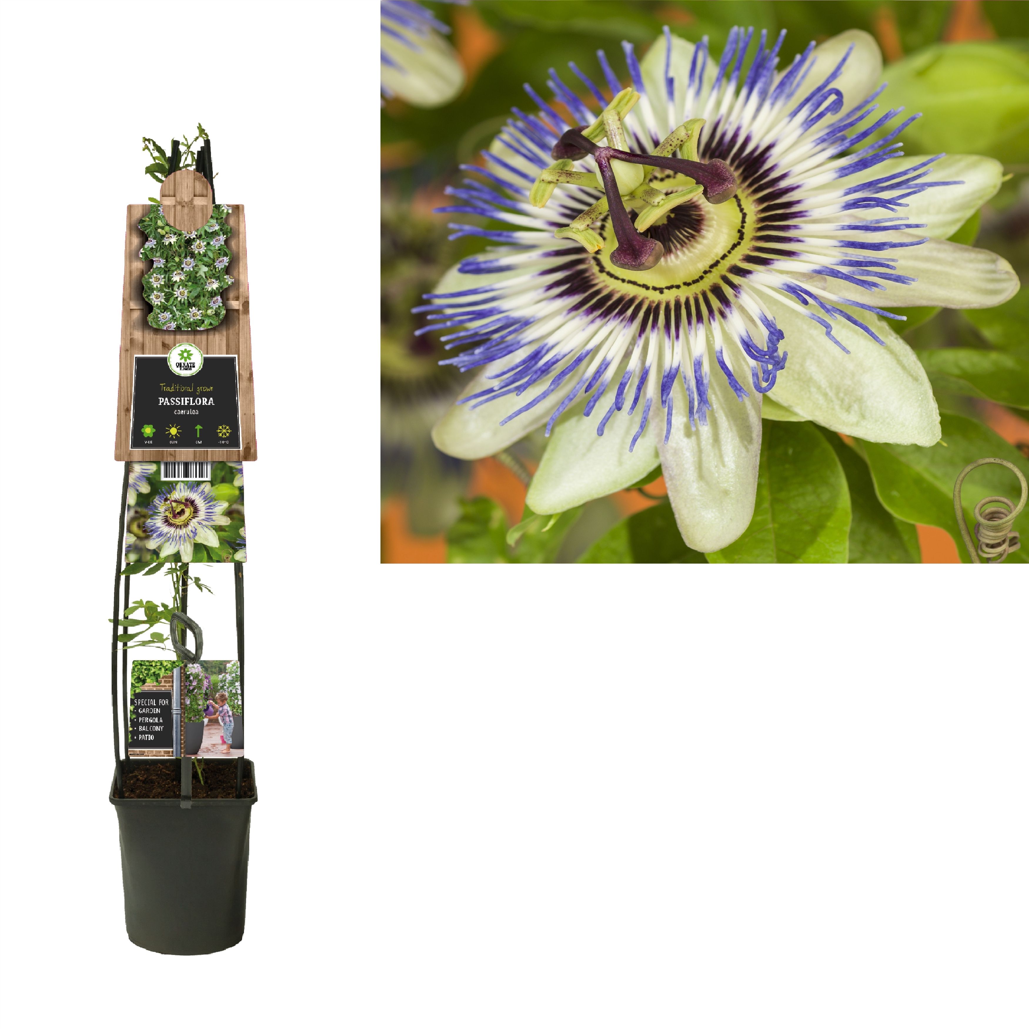 Passiflora caerulea +3.0 label, D 23