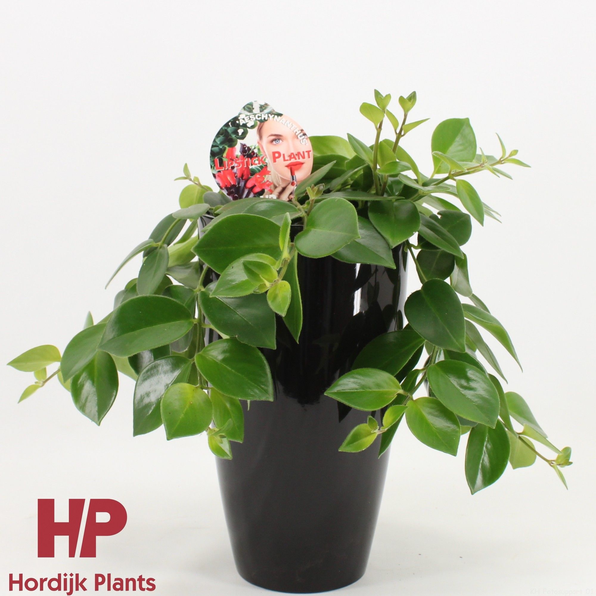 Aeschynanthus Mona Lisa Keramiek Zwart, D 15